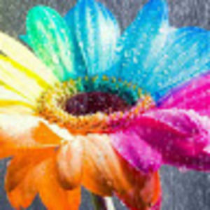 Meet your Posher, Beverley